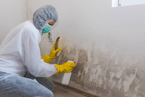 Crawl Space Mold Removal in Derby, CO