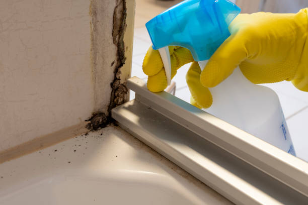 Best Toxic Mold Removal  in Derby, CO