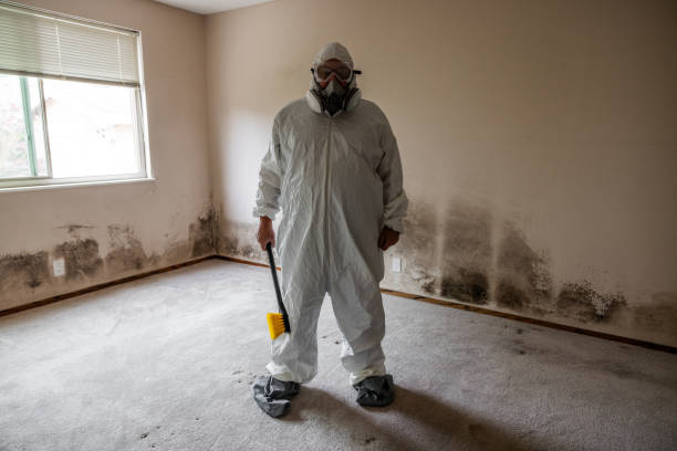 Attic Mold Removal in Derby, CO