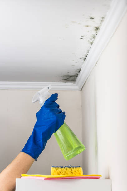 Best Affordable Mold Removal  in Derby, CO